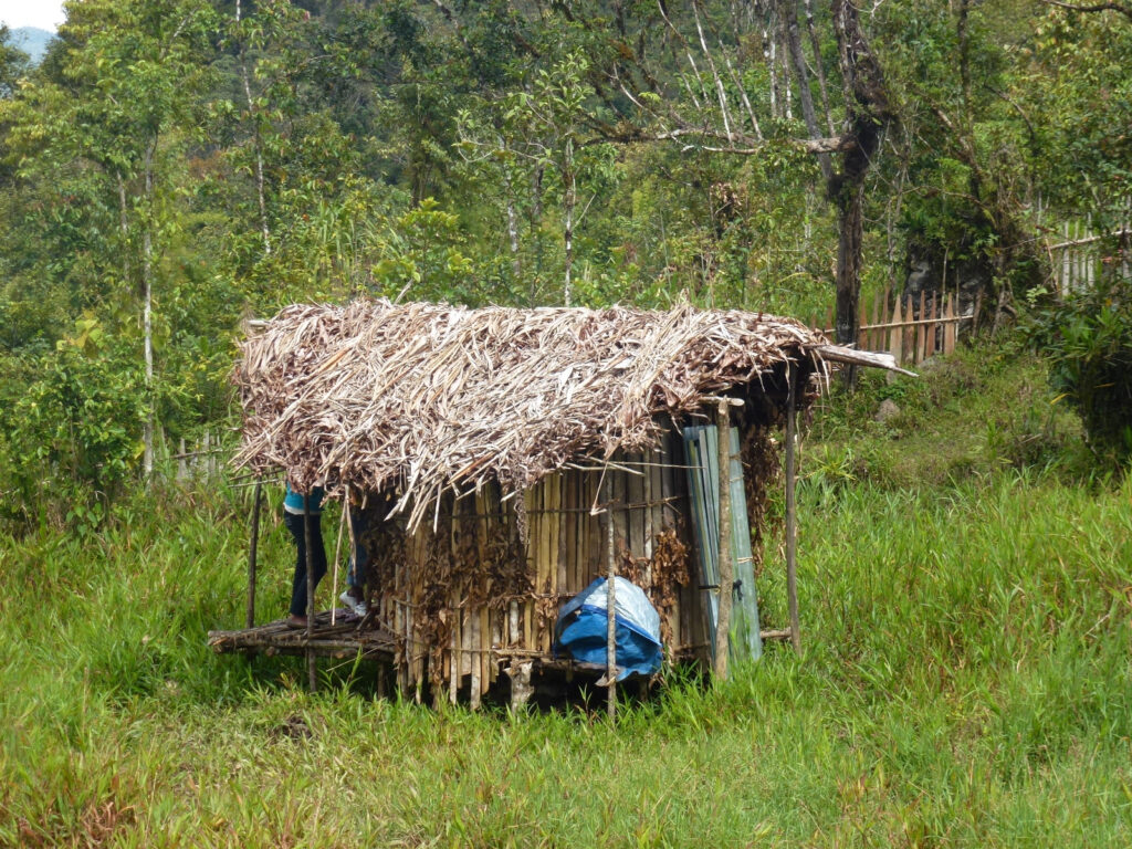 Whatsapp image 20260606 at 19 15 57 catrawarta Rural hut with a roof thatched from dried palm leaves standing in tall grass among trees
